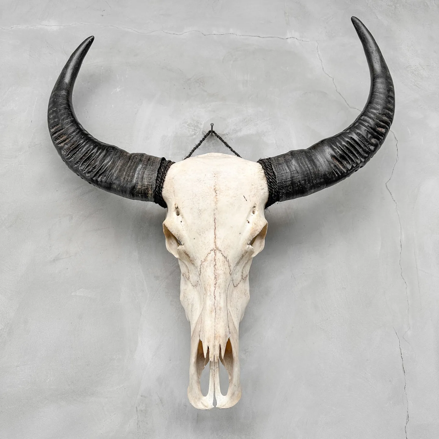 Authentic skull Water buffalo - Bubalus Bubalis